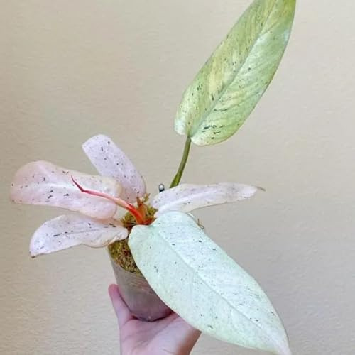 Semi di filodendro - d'appartamento facili da curare esotiche serre da balcone regali per gli amanti del giardino sempreverdi resistenti verdi decorazione del soggiorno 50pcs