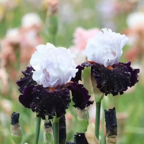 Bulbi di iris - giardino rialzata esotica per giardinieri bulbi di biologici arredamento del soggiorno tappezzanti interno 5pcs
