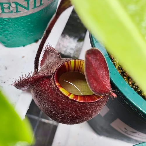 semi di carnivora - nepenthes - resistenti all'esterno semi di carnivore decorazione giardino esterno, balcone per luoghi soleggiati 125pcs