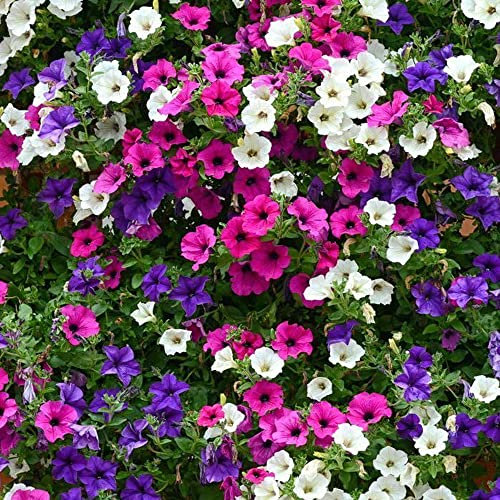 Petunia F2 Mixed Seeds – Half Hardy Annual – Brings Colour to Your Garden – Must Have for Bedding & Containers - for Your Beautiful Garden