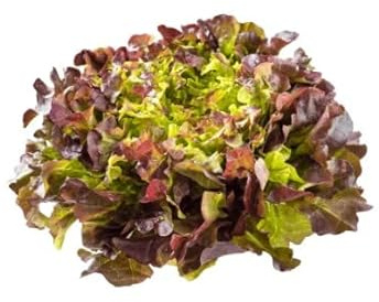 Semillas de Lechuga Natural para Hacer Plantas Comestibles para Ensalada Lechuga Variedad Hoja de Roble