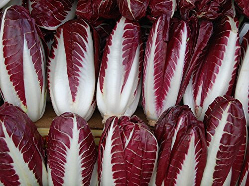 150+ Radicchio (Radicchio) semi- Rossa di Treviso Precoce