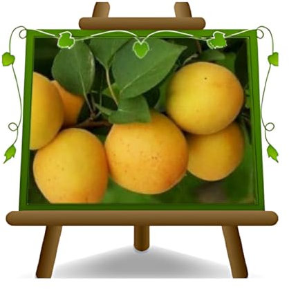 abricotier arbre de abricots Ninfa plante fruitière autofertile sur un pot de 20 max 170 cm - 2 ans