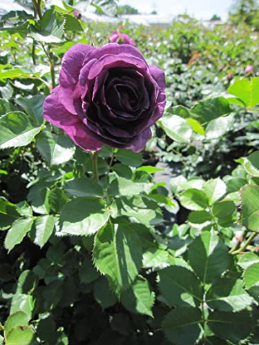 Rosa Minerva ® - Beetrose Minerva ® - Floribunda Rose - Vissers Rose