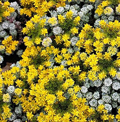 Fetthenne Cape Blanco - Sedum spathulifolium - lebende Gartenpflanze aus den Baumschulen