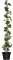 Hedera helix Gemeiner Efeu Kletterpflanze Sichtschutz im Topf gewachsen (60-100cm)