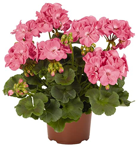 Geranio Color Rosa Claro Premium DECOALIVE Planta Natural con Flores para Exterior e Interior Flores Rosas