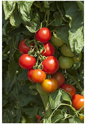 PREMIER SEEDS DIRECT - Tomato Seeds - Cocktail Crush F1-10 Seeds