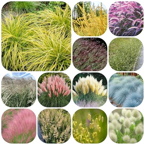 semillas de ornamental exterior, ornamentales resistentes. Pastos ornamentales resistentes maceta al aire libre arbustos hoja perenne invierno 300pcs