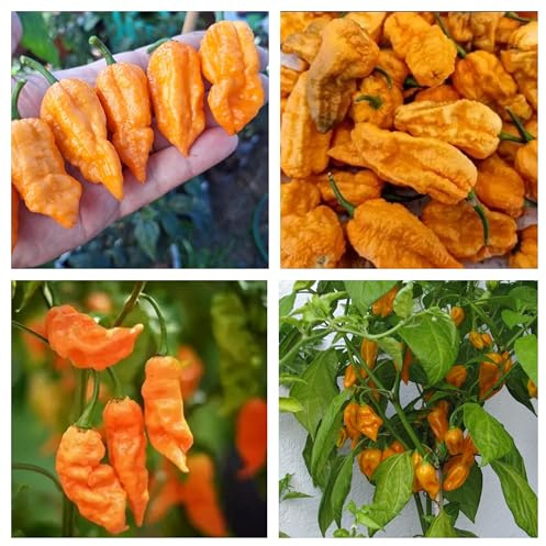 Semi Peperoncino Bhut Jolokia Orange 20pz – Ghost Pepper Arancione, Piccantezza Molto Alta, Coltivazione in Vaso, Orto e Giardino
