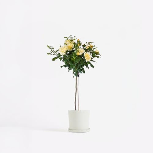 Plant in a Box - Rosa Palace 'Mysore’ - XL Rosier sur tige robuste - Fleur jaune - Pot 19cm - Hauteur 80-100cm