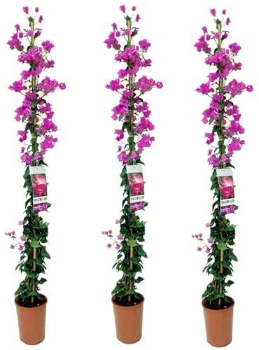 Buganvilla en tutor Planta Natural Trepadora Lila, Pack 3 plantas | Bougainvillea, Planta Viva, Con Tutor, Decorativa