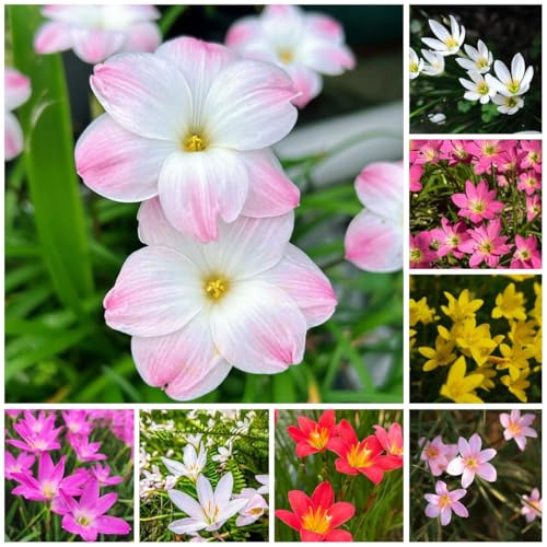 4Bulbi di Zephyranthes - tura precoce, campo, balcone Tuberi di Zephyranthes, balcone, in crescita