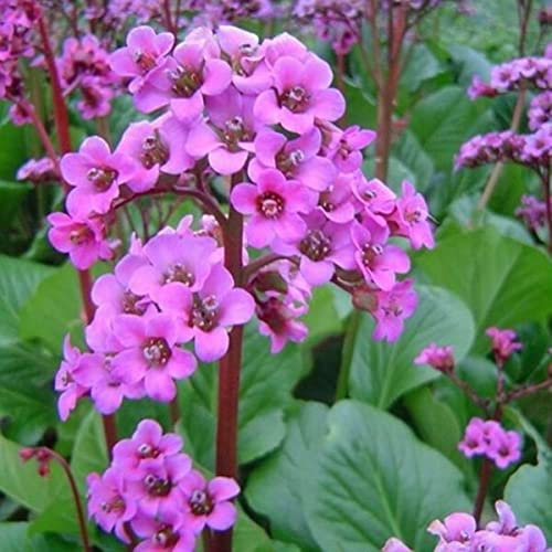 BERGENIA Rotblum Hardy Perennial Flowering Plant in9cm Pot