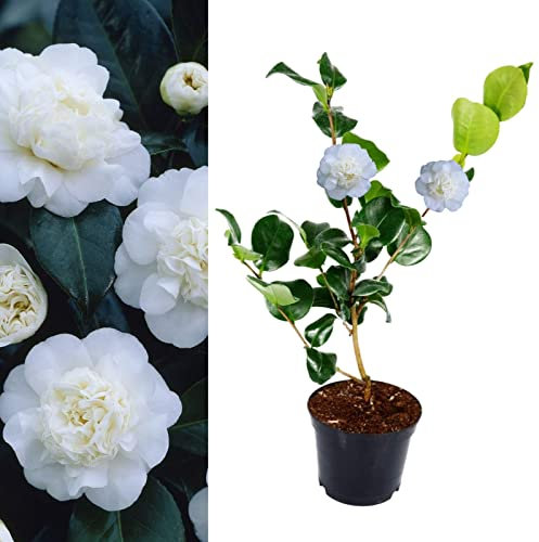 Camellia Nobilissima Plant - Camellia Japonica 20-35cm in Height - Evergreen Shrubs Ready to Plant (1)