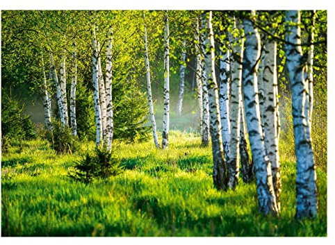 WallArena - Vlies Fototapete Birkenwald Wald Birken Sonne Natur 3D EFFEKT 208x146 cm - Fototapeten - Tapeten - für Wohnzimmer Schlafzimmer - Vliestapete Wandtapete Tapete 3D Effekt- inkl. Kleister