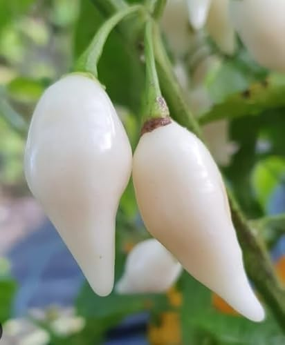 Semi di Peperoncino Dente di Coyote, Piccantezza Media, per Coltivazione in Vaso e Orto, 15 Semi