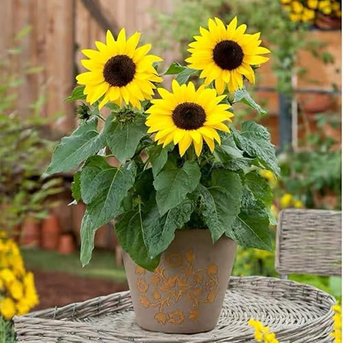NO-GMO 45 Samen, Mini Sonnenblumen Samen Dwarf Sonnenblumen Gartensamen Heirloom Samen