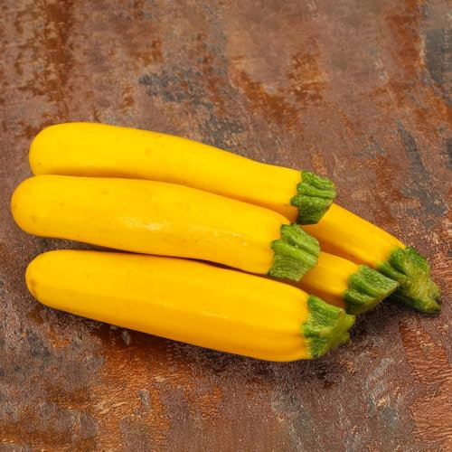 Kletterzucchini samen, Zucchinisamen Biosaatgut Seltene Pflanzen Serie sommerblumen bio saatgut einfacher Anbau Premium gemüse samen Gemüsegarten pflanzensamen Gewächshaus 30pcs