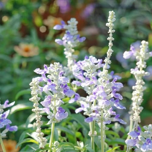 semillas de salvia perenne resistente - jardín balcón, orgánicas interior 750pcs