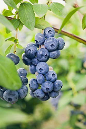Blueberry Plants in Pots Ready to Plant 'Duke' Vaccinium corymbosum Highbush Self-Fertile Hardy Shrub Easy to Grow Your Own Superfood Outdoor Garden Fruit 1x 2-Litre Potted Plant by Suttons