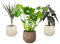 Pack 3 Plantas Naturales Interior Tropical Elegance: Alocasia Amazonica + Dracaena Marginata + Monstera Deliciosa, Ø 12-13 cm. Decoración del Hogar