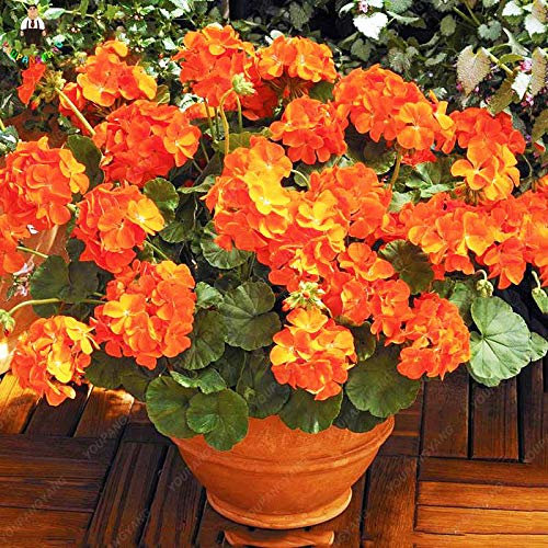 Générique Fresh 50pcs Geranium Flower SEED pour la plantation d'Orange