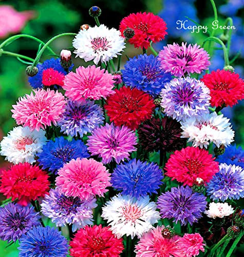 Dwarf Cornflower Double Polka Dot Mix 1000 Seeds + Freebie + Plant tag Centaurea Cyanus