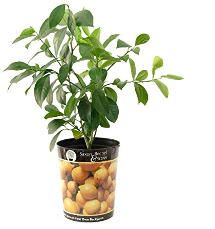 Garden State Bulb Meyer Lemon Tree, Citrus Live Plant (1 Gallon Growers Pot) Cannot Ship FL, AZ, CA, TX, LA