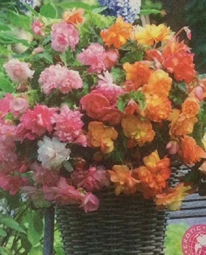 Pack x3 Special Begonia 'Balcony Mixed' WPC Prins Bulbs/Tubers