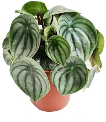 Begonia Sandía Planta Natural Peperomia Argyreia Color Watermelon