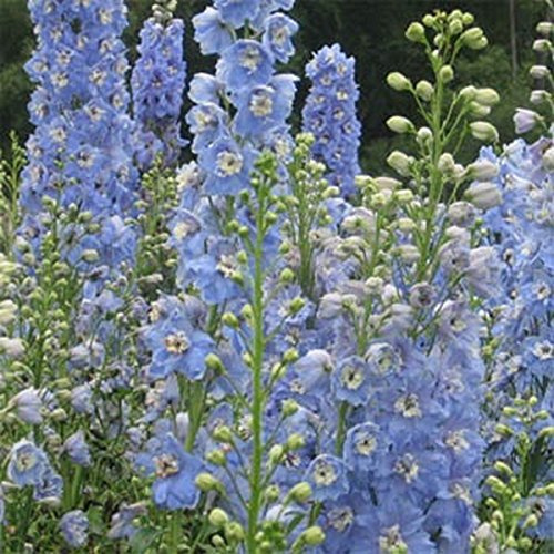 Delphinium- (Delphinium Cultorum) - Summer skies - 50 seeds: Package Contains Seeds