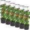 BirnePower 6X Tomatentopf Blumentopf Tomatenkübel 28L Topf für Tomatenpflanzen Tomatenzüchter mit Wasserspeicher Pflanzkübel mit Rankhilfe Rangitter Ø 40 cm H 153 cm