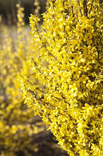 Forsythia 'Week-End' -R- 80 cm Stammhöhe - Forsythie, leuchtend gelbe Blüten, Blütezeit März-April, ideal für Hecken, pflegeleicht und winterhart
