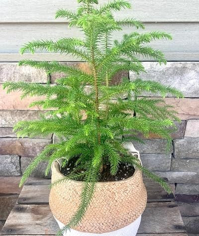 Graines de plantes Araucaria fraîches et neuves, 50 pièces