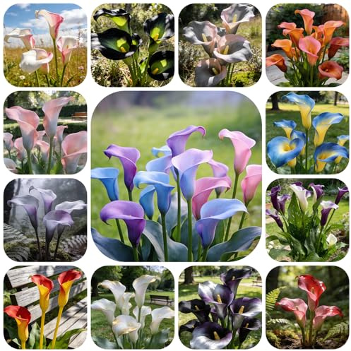 bulbi di calla, arredamento del soggiorno da giardino roccioso da balcone interno resistenti in vaso all'aperto decorazioni giardino per esterni 5pcs