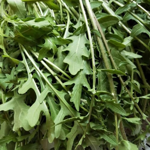 semi di rucola - balcone interno biologici, varietà antiche giardino arredamento del soggiorno 125pcs