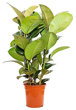 Bonplants Ficus Elastica, Elegante Pianta Vera, Fico del Caucciù, Vaso 21 cm (Robusta Vaso da Vivaio)