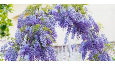 Vivaio di Castelletto Glicine Wisteria Pianta Rampicante in Vaso ø20 cm h. 100/150 cm con Canna