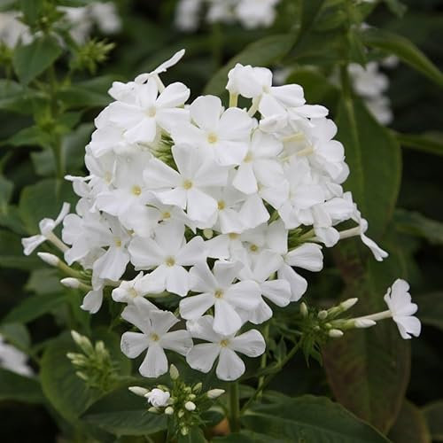 Plant Theory Mount Fuji Border Phlox Perennials Flowering Plants Phlox Paniculata 2L Pot