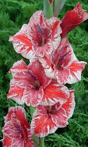 Raro Gladiolo bulbi,Gladiolo pianta vera,Piante erbacee perenni,Decorazione del giardino, bulbi belli e sani(non fiori artificiali)-3 bulbi-F