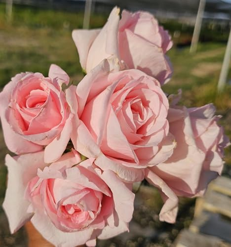 Ma Cherie Roses, Brides Dream Rose Bush, Rose Bushes Ready to Plant, 2 Quart Pot, Live Plants Outdoor, Plant Gifts, Roses, Perennial Plants, Outdoor Plants Live (Light Pink - Brides Dream)