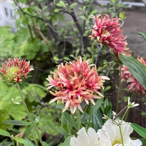 kokardenblume staude winterhart samen topfpflanzen draußen winterhart kokardenblume gartendeko für draußen, blumenteppich wiesensaatgut, schattenpflanzen hochbeet bonsai samen 130pcs