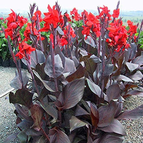 TOYHEART 20 Stück Premium-Blumensamen, Canna-Samen Süß Leicht Zu Pflanzende Rote Hydrophile Indien-Landpflanzen Für Zu Hause rot