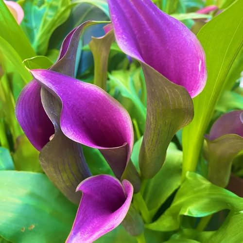 Bulbos de lirio de cala - Zantedeschia aethiopica - balcón perennes resistentes interior exóticas 2pcs