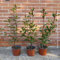 Photinia red robin, 24 piante alte 60/80 cm, vaso Ø18
