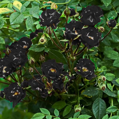 1000 Pcs Graines de Rosier Grimpant, Faciles à Planter, Roses Parfumées pour Jardin, Balcon et Pergola, Idéal pour les Amoureux des Fleurs (Noir)
