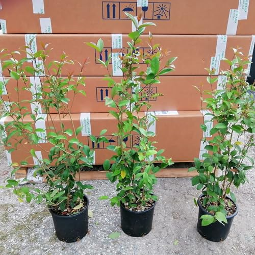 Ligustro Japonicum, 8 piante alte 60/80 cm, vaso Ø16