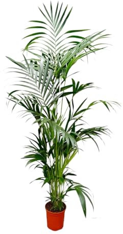 Trendyplants - Kentia-Palme - Howea Forsteriana - Zimmerpflanze - Höhe 190-210 cm - Topfgröße Ø24cm