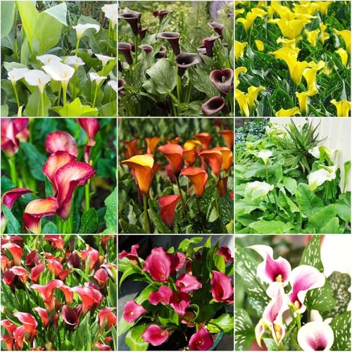 bulbos de cala - primavera primaveral - Serie Raras decorativas jardín camas elevadas para jardín 2pcs